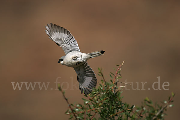 Südlicher Raubwürger (Lanius meridionalis algeriensis)