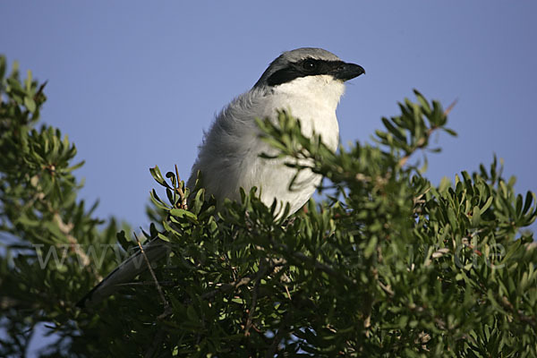 Südlicher Raubwürger (Lanius meridionalis algeriensis)