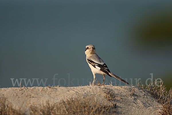 Südlicher Raubwürger (Lanius meridionalis algeriensis)