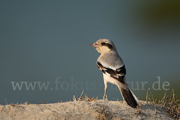 Südlicher Raubwürger (Lanius meridionalis algeriensis)