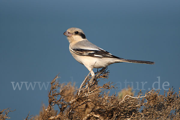 Südlicher Raubwürger (Lanius meridionalis algeriensis)