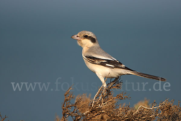 Südlicher Raubwürger (Lanius meridionalis algeriensis)