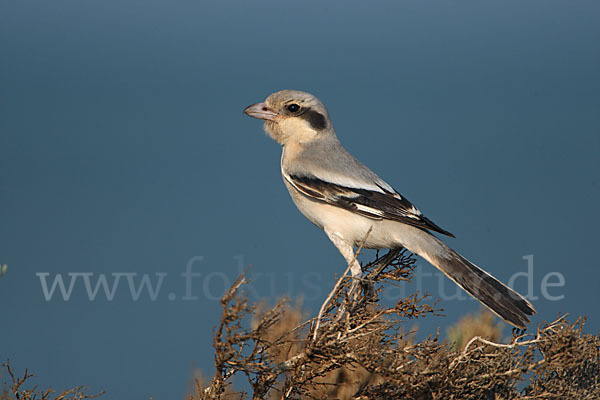 Südlicher Raubwürger (Lanius meridionalis algeriensis)