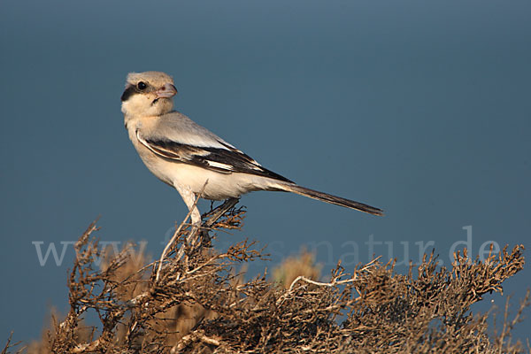 Südlicher Raubwürger (Lanius meridionalis algeriensis)