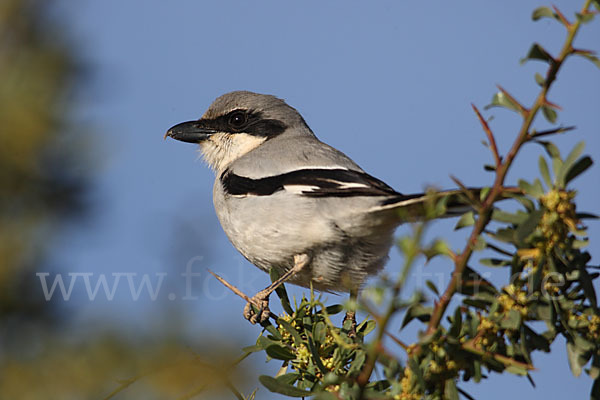 Südlicher Raubwürger (Lanius meridionalis algeriensis)