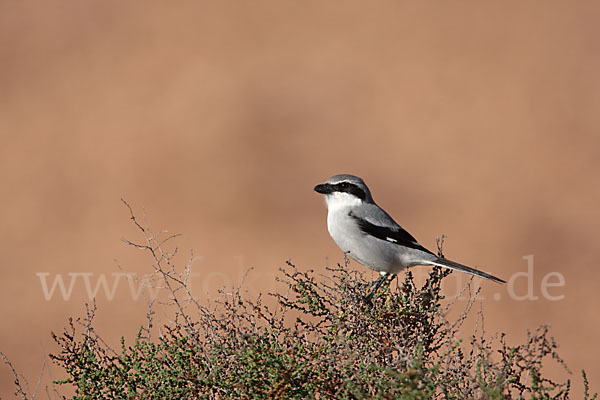 Südlicher Raubwürger (Lanius meridionalis algeriensis)