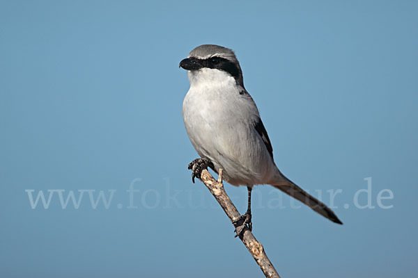 Südlicher Raubwürger (Lanius meridionalis algeriensis)