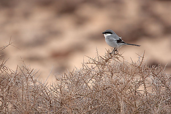 Südlicher Raubwürger (Lanius meridionalis algeriensis)