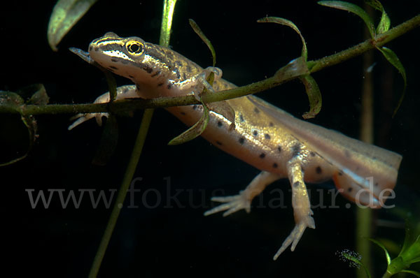 Südlicher Teichmolch (Lissotriton vulgaris meridionalis)