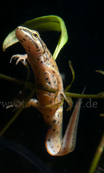 Südlicher Teichmolch (Lissotriton vulgaris meridionalis)