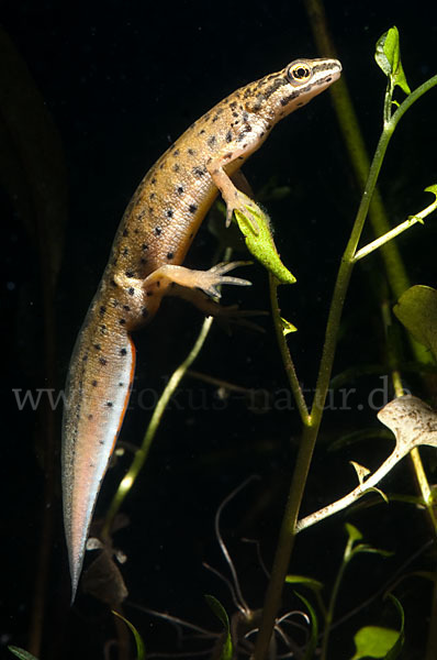 Südlicher Teichmolch (Lissotriton vulgaris meridionalis)