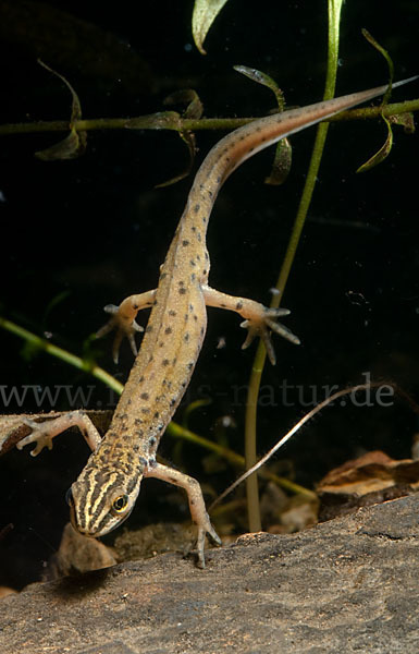 Südlicher Teichmolch (Lissotriton vulgaris meridionalis)