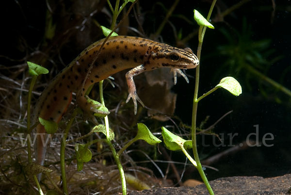 Südlicher Teichmolch (Lissotriton vulgaris meridionalis)