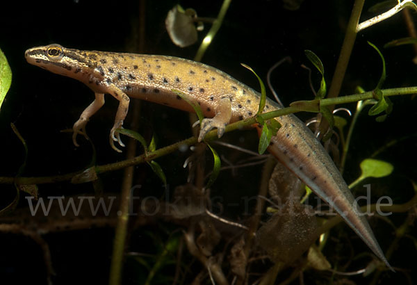 Südlicher Teichmolch (Lissotriton vulgaris meridionalis)