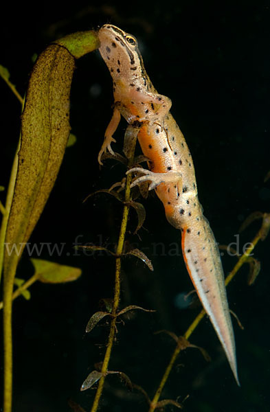 Südlicher Teichmolch (Lissotriton vulgaris meridionalis)