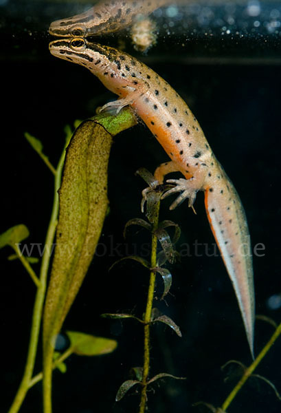 Südlicher Teichmolch (Lissotriton vulgaris meridionalis)