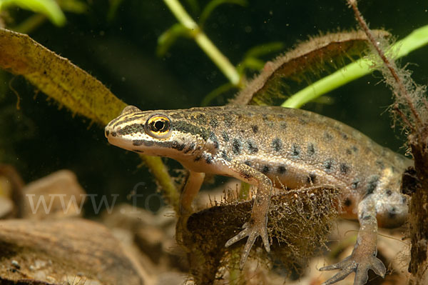 Südlicher Teichmolch (Lissotriton vulgaris meridionalis)