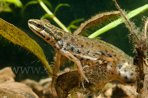 Südlicher Teichmolch (Lissotriton vulgaris meridionalis)