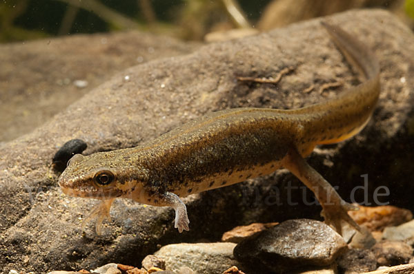 Südlicher Teichmolch (Lissotriton vulgaris meridionalis)