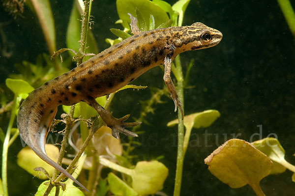 Südlicher Teichmolch (Lissotriton vulgaris meridionalis)