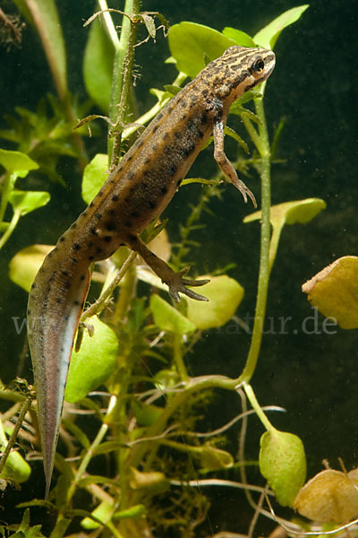 Südlicher Teichmolch (Lissotriton vulgaris meridionalis)