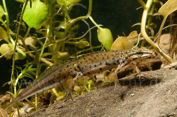 Südlicher Teichmolch (Lissotriton vulgaris meridionalis)