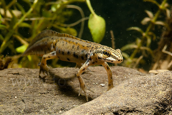 Südlicher Teichmolch (Lissotriton vulgaris meridionalis)