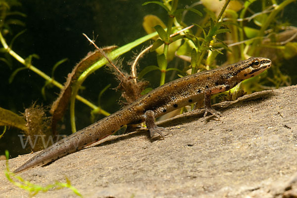 Südlicher Teichmolch (Lissotriton vulgaris meridionalis)