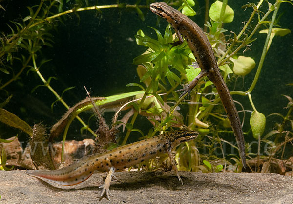 Südlicher Teichmolch (Lissotriton vulgaris meridionalis)