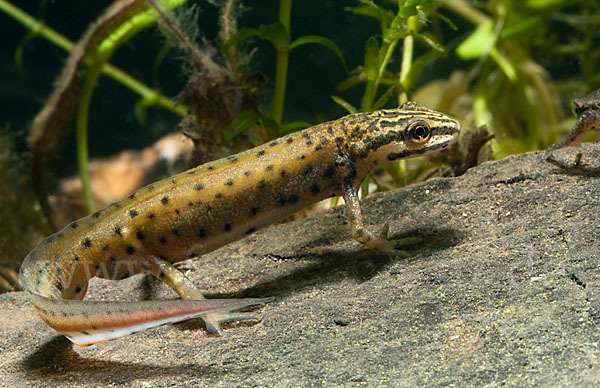 Südlicher Teichmolch (Lissotriton vulgaris meridionalis)