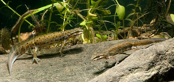 Südlicher Teichmolch (Lissotriton vulgaris meridionalis)