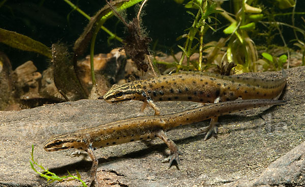 Südlicher Teichmolch (Lissotriton vulgaris meridionalis)