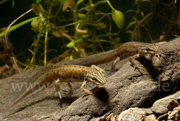 Südlicher Teichmolch (Lissotriton vulgaris meridionalis)