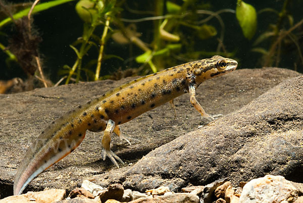 Südlicher Teichmolch (Lissotriton vulgaris meridionalis)