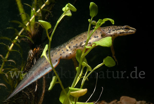 Südlicher Teichmolch (Lissotriton vulgaris meridionalis)