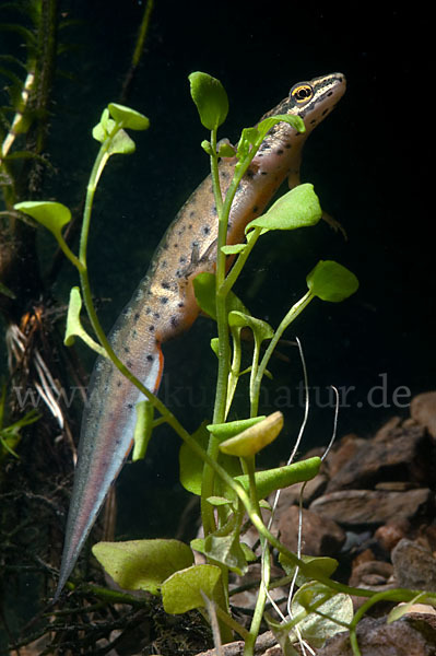 Südlicher Teichmolch (Lissotriton vulgaris meridionalis)