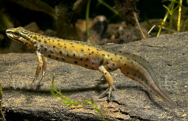 Südlicher Teichmolch (Lissotriton vulgaris meridionalis)