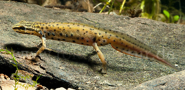 Südlicher Teichmolch (Lissotriton vulgaris meridionalis)