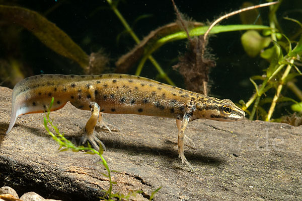 Südlicher Teichmolch (Lissotriton vulgaris meridionalis)