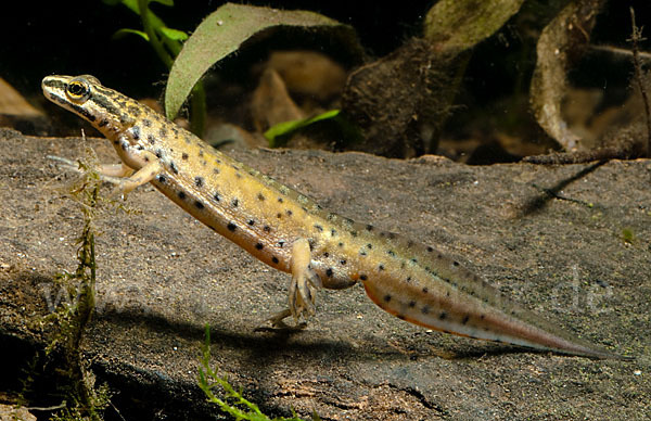 Südlicher Teichmolch (Lissotriton vulgaris meridionalis)