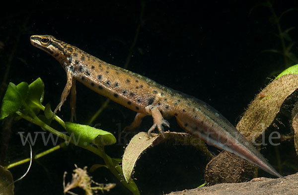 Südlicher Teichmolch (Lissotriton vulgaris meridionalis)