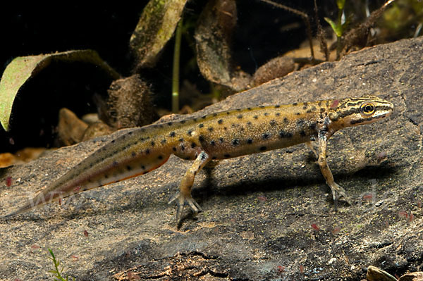 Südlicher Teichmolch (Lissotriton vulgaris meridionalis)