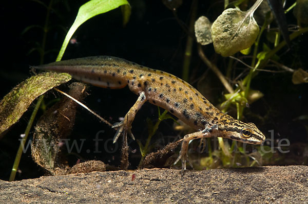 Südlicher Teichmolch (Lissotriton vulgaris meridionalis)