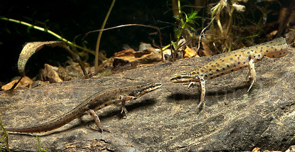 Südlicher Teichmolch (Lissotriton vulgaris meridionalis)