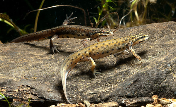 Südlicher Teichmolch (Lissotriton vulgaris meridionalis)