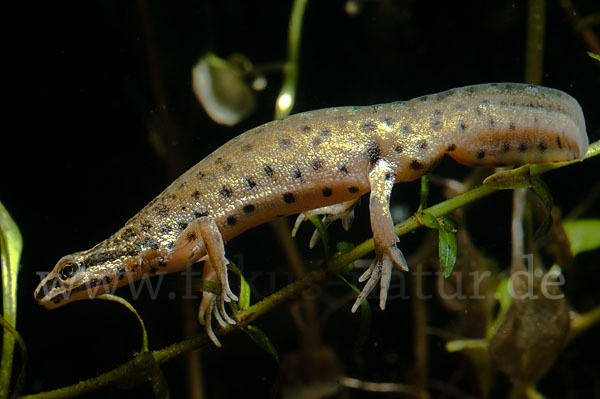 Südlicher Teichmolch (Lissotriton vulgaris meridionalis)