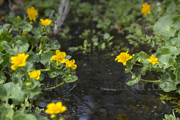 Sumpf-Dotterblume (Caltha palustris)