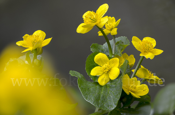 Sumpf-Dotterblume (Caltha palustris)