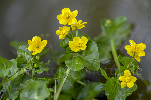 Sumpf-Dotterblume (Caltha palustris)