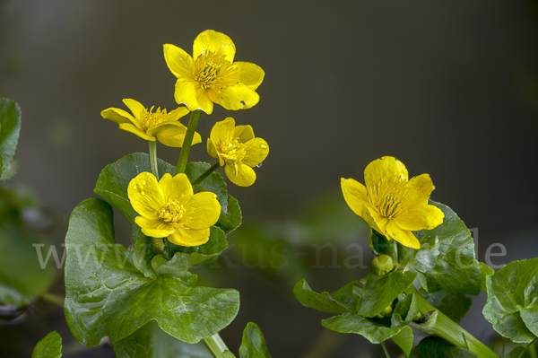 Sumpf-Dotterblume (Caltha palustris)